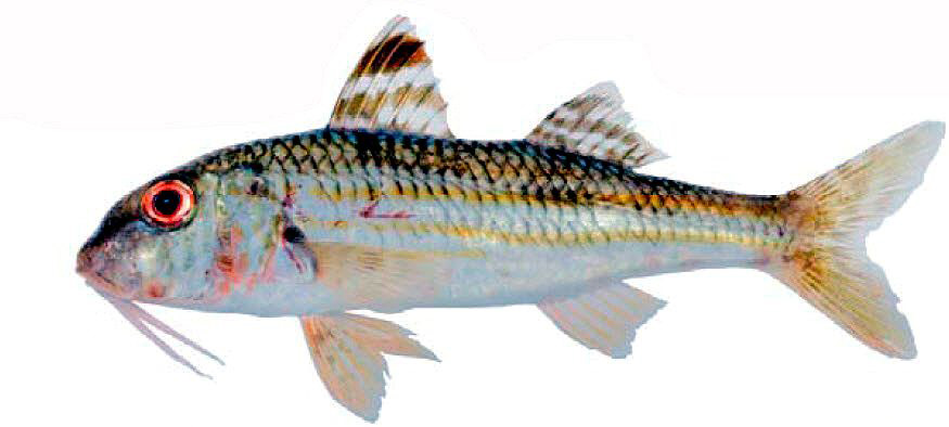 Mullus surmuletus_03